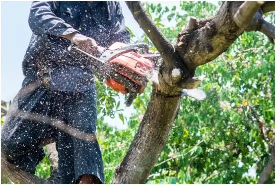 tree services Clifton